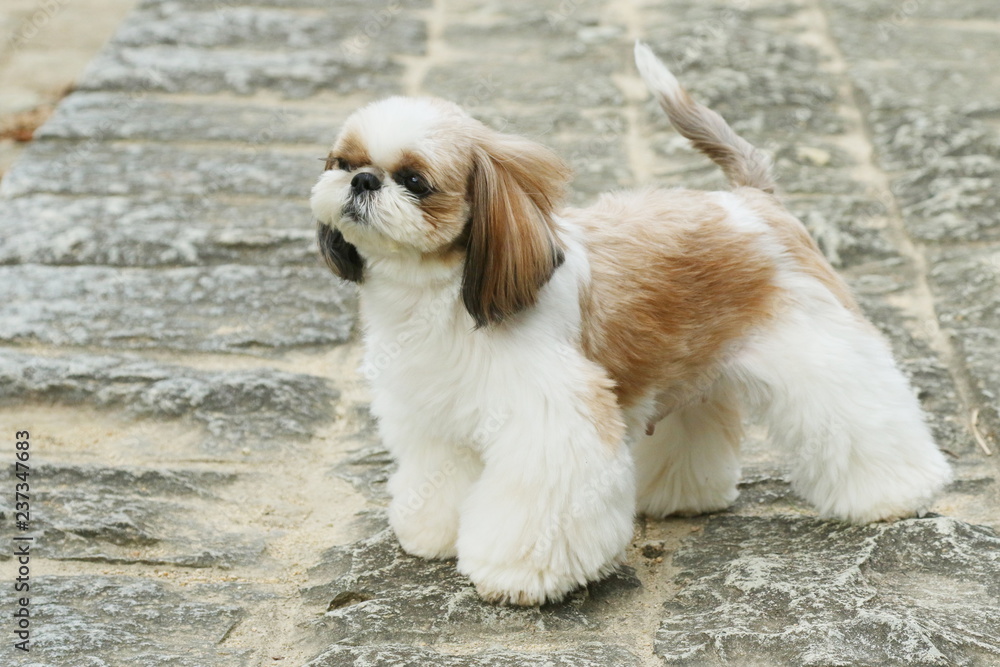 シーズー犬