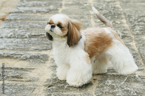 Obraz na płótnie シーズー犬 w salonie