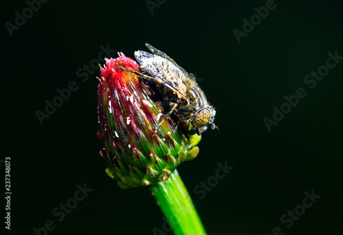 The gadfly, taken in the wild photo