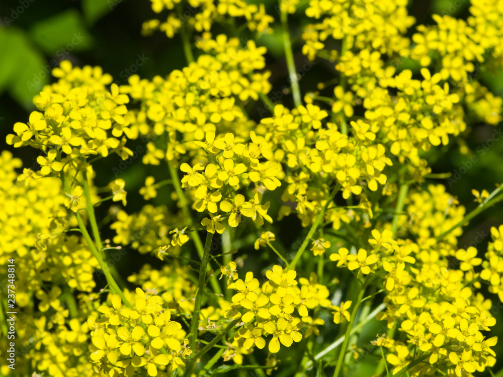 Flowers of herb barbara, bittercress, or Barbarea vulgaris macro background, selective focus, shallow DOF Flowers of herb barbara, bittercress, or Barbarea vulgaris macro background, selective focus, shallow DOF
