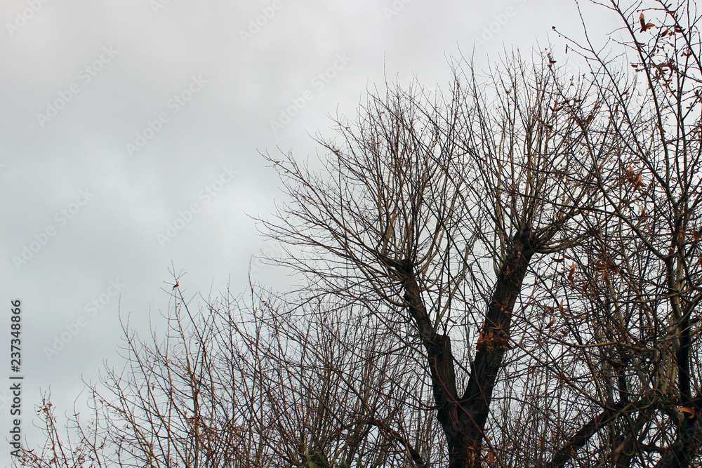 Obraz premium Cloudy sky with treetop