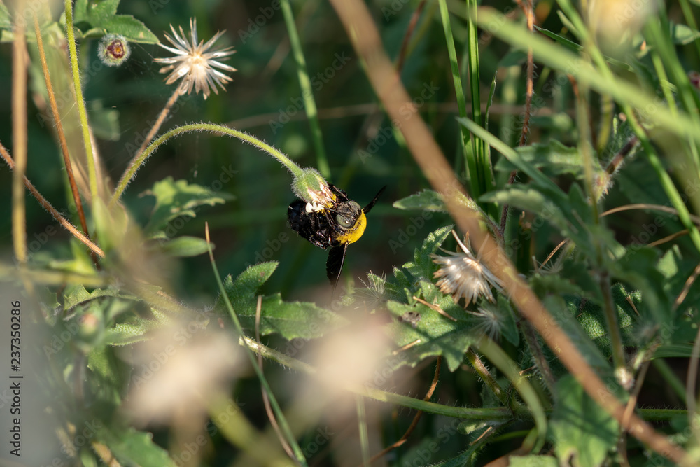 Carpenter bee on a flower Carpenter bee on a flower