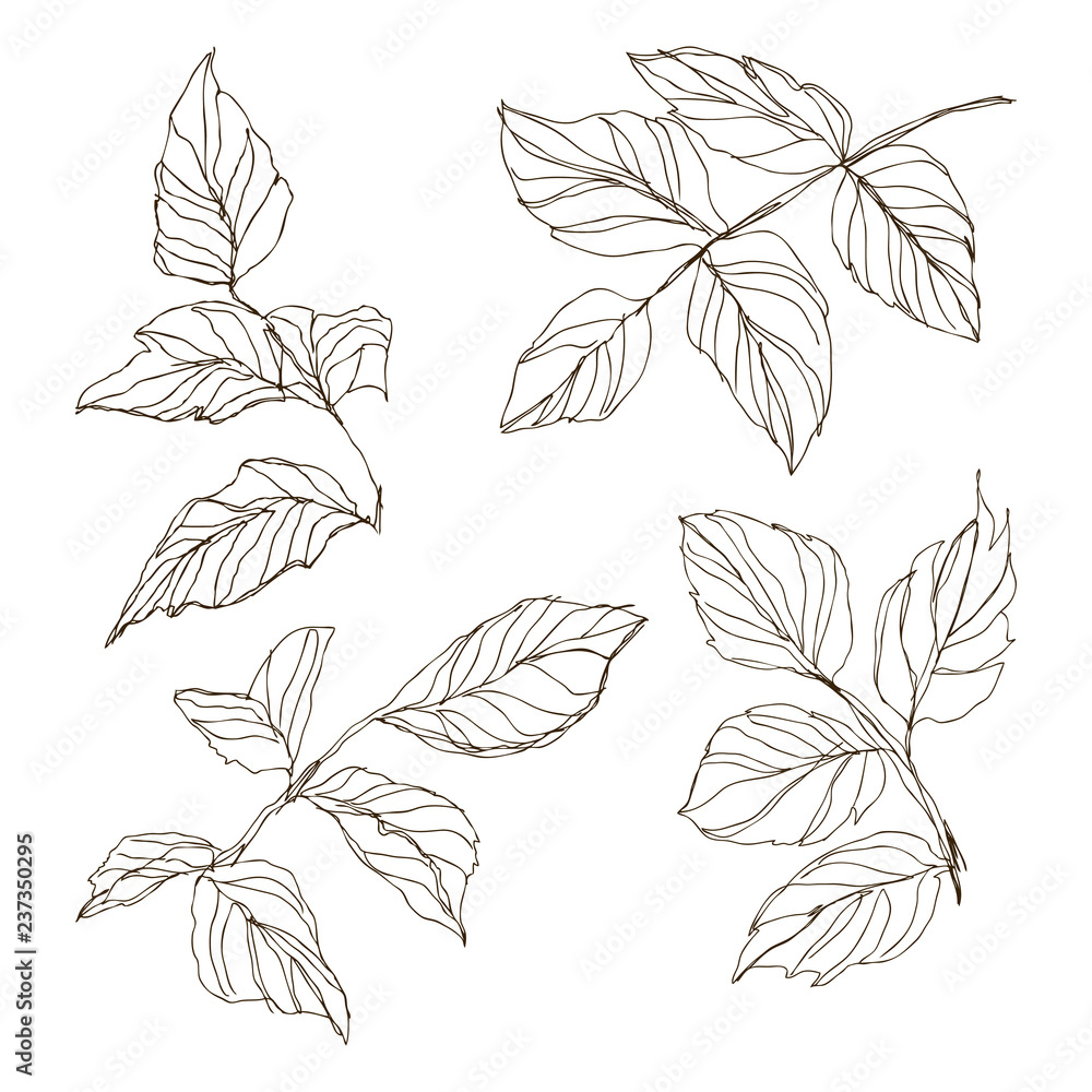 Dog rose briar. Medical herbs and plants Isolated on white background series. Vector illustration. Art sketch. Hand drawing object of nature. Vintage engraving style.