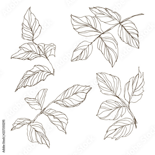 Dog rose briar. Medical herbs and plants Isolated on white background series. Vector illustration. Art sketch. Hand drawing object of nature. Vintage engraving style. © valeriyabtsk