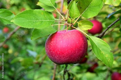 Apfel am Ast, freigestellt vor grünen Hintergrund
