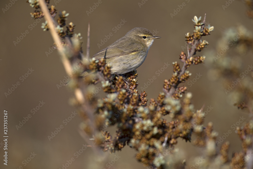 A common chiffchaff (Phylloscopus collybita) perched on a branch .With a beautiful clean brown and green colored background.