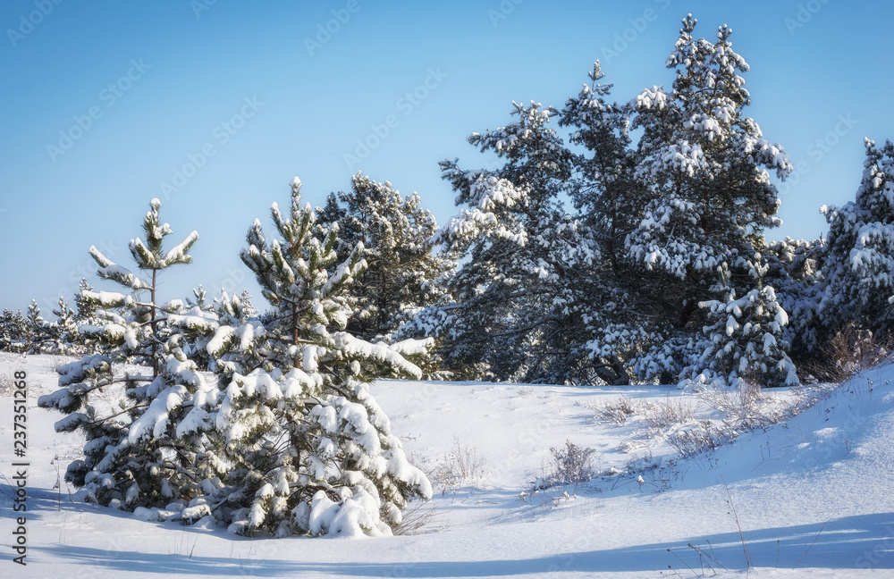 Majestic white spruces, covered with hoarfrost and snow, glowing by sunlight. Picturesque and gorgeous wintry scene. Blue toning. Happy New Year! Beauty world. Majestic white spruces, covered with hoarfrost and snow, glowing by sunlight. Picturesque and gorgeous wintry scene. Blue toning. Happy New Year! Beauty world.
