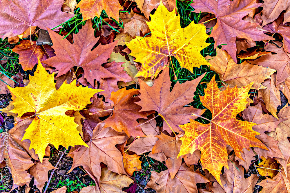 Autumn season scene with colorful fallen  leaves