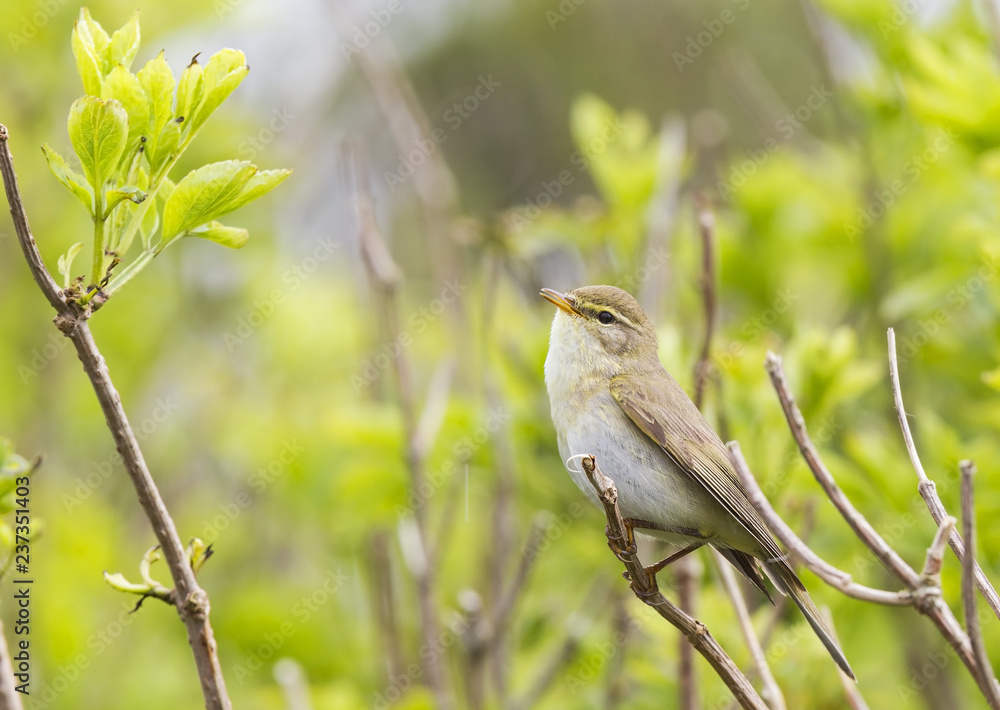 Obraz premium A willow warbler (Phylloscopus trochilus) showing its territory by singing loud on a branch. In a bright green background with leafs and branches.