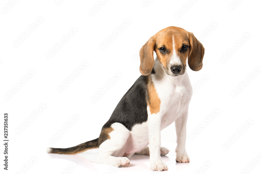 beagle dog isolated on white 