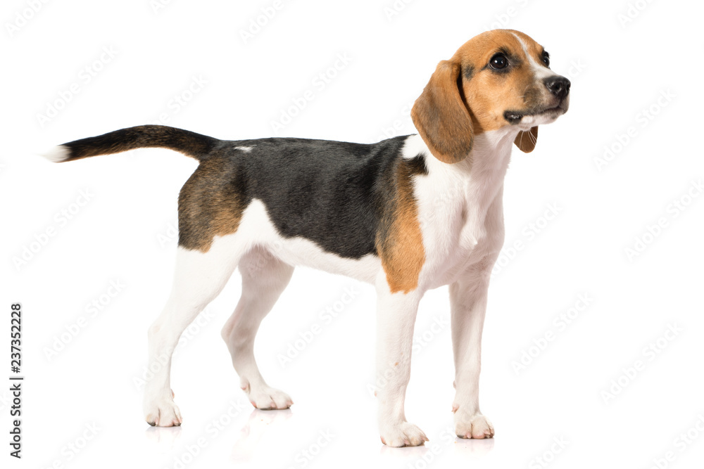 beagle dog isolated on white 
