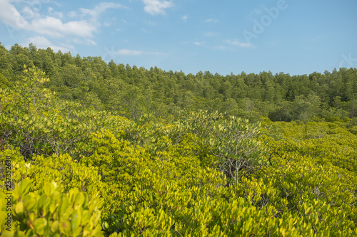 green forest in blue sky background