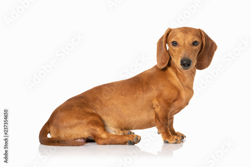 Brown teckel dog isolated on white