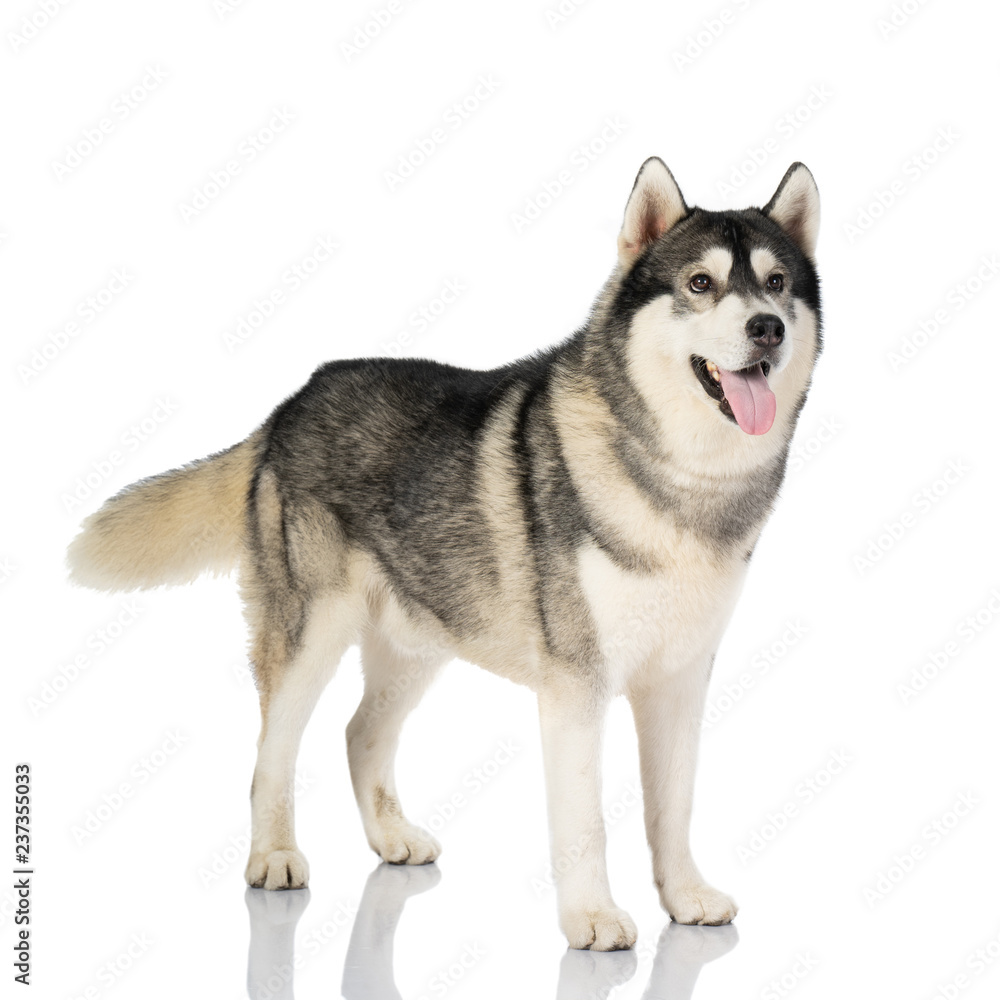 black and white siberian Husky dog on white