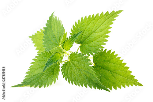 Nettle leaves isolated on white background