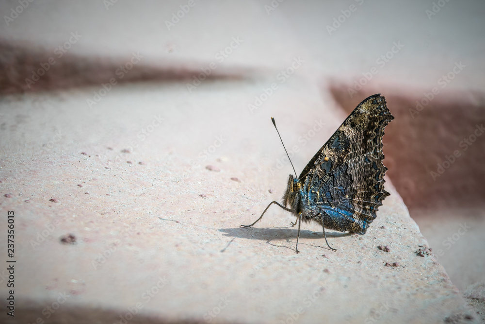 Obraz premium Blue butterfly