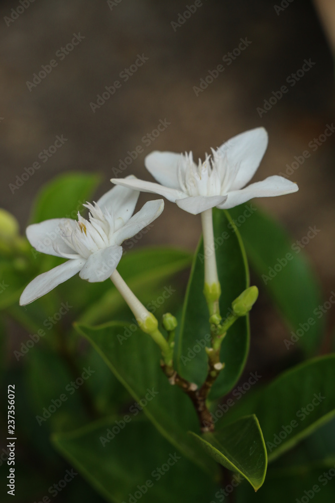 Obraz premium Cape jasmine in garden