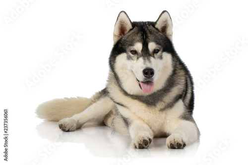 black and white siberian Husky dog on white