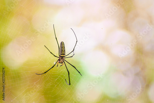 Nephila Maculata, Gaint Long-jawed Orb-weaver waiting for catching prey is on the nest