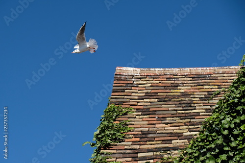 Gull Flying From Rooftop