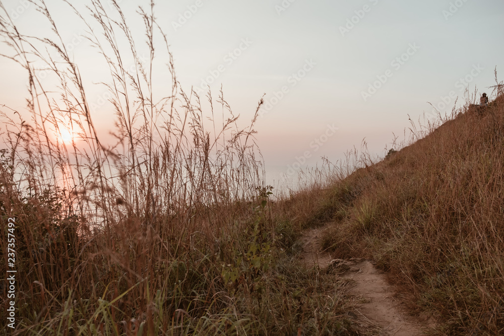 grass in the dunes during sunset