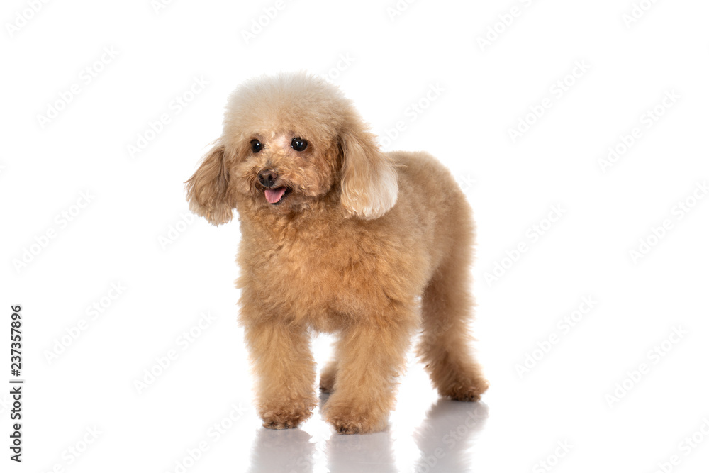 miniature poodle dog isolated