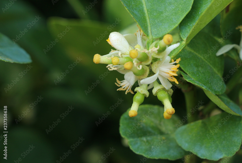 Fototapeta premium Lime Tree in the farm