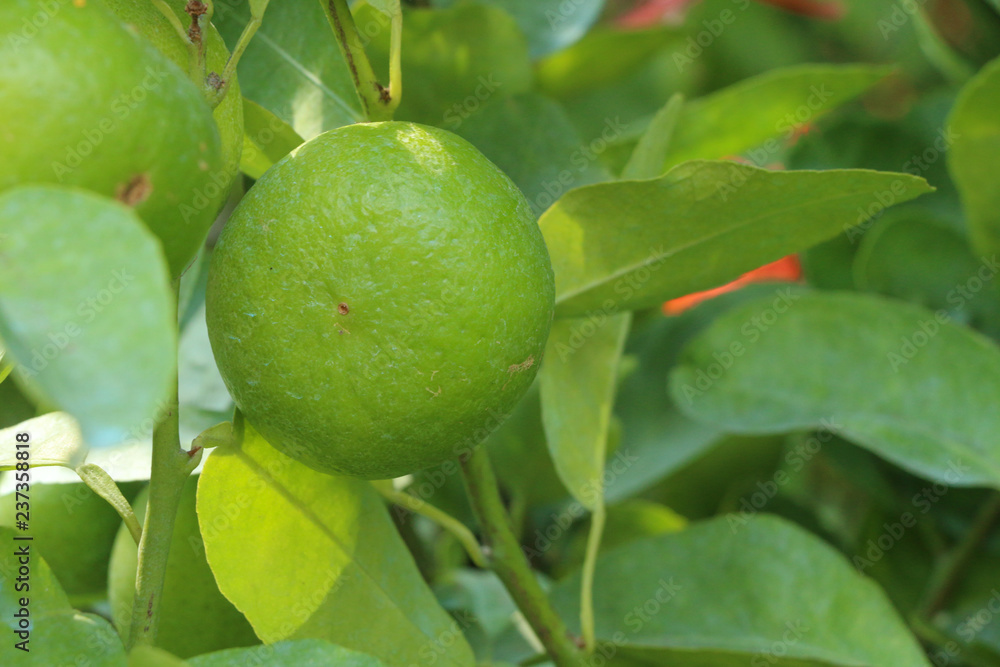 Lime Tree in the farm