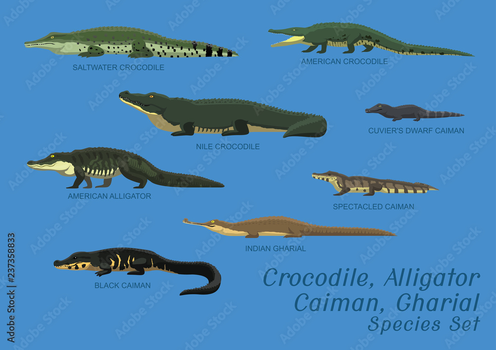 Fototapeta premium Różne gatunki krokodyli aligatora Caiman Gharial zestaw ilustracji wektorowych kreskówki