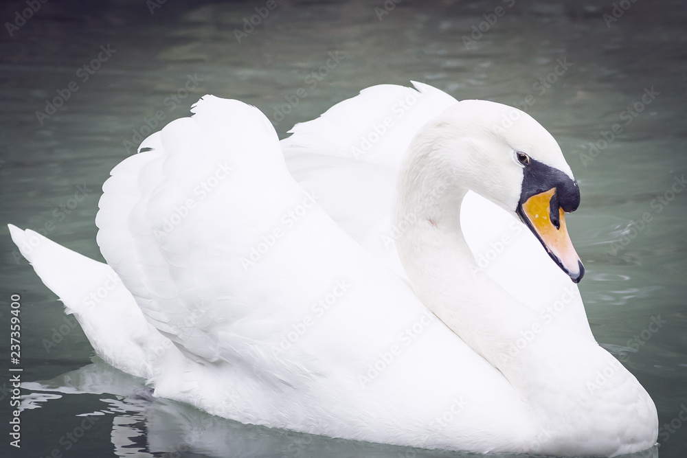 Obraz premium Animals