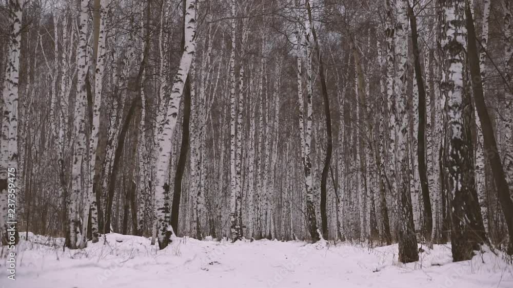 Birch Grove in winter Birch Grove in winter