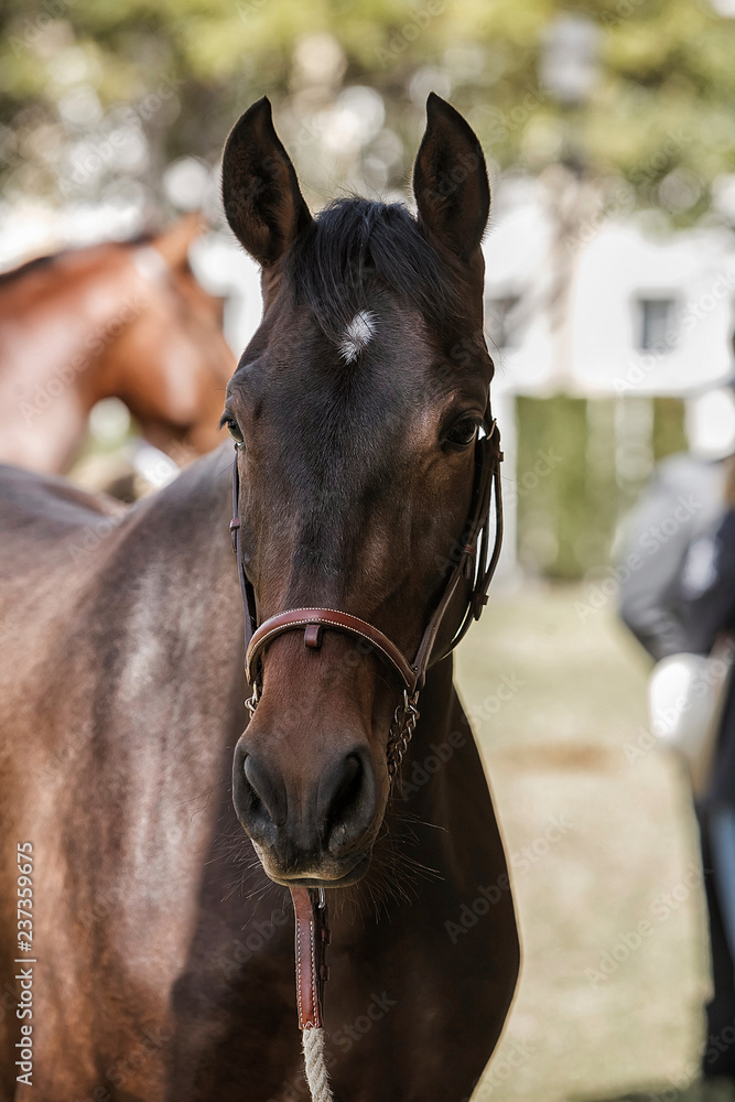 Obraz premium Detail of the head of a purebred Spanish horse