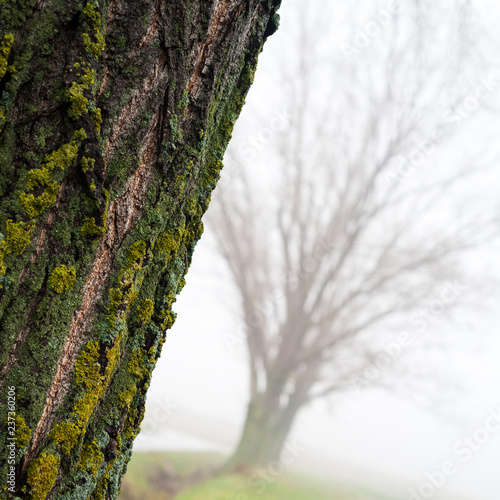 Bark and tree in foggy weather in November