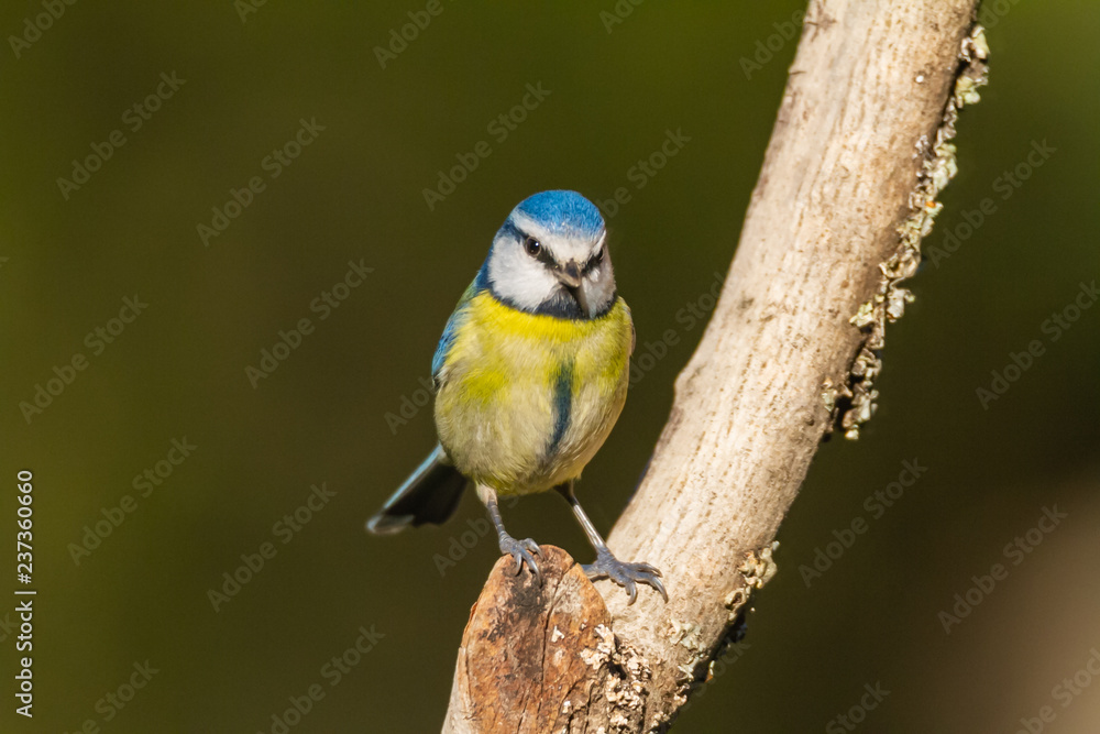 Obraz premium The Blue Tit perches on the cork oak