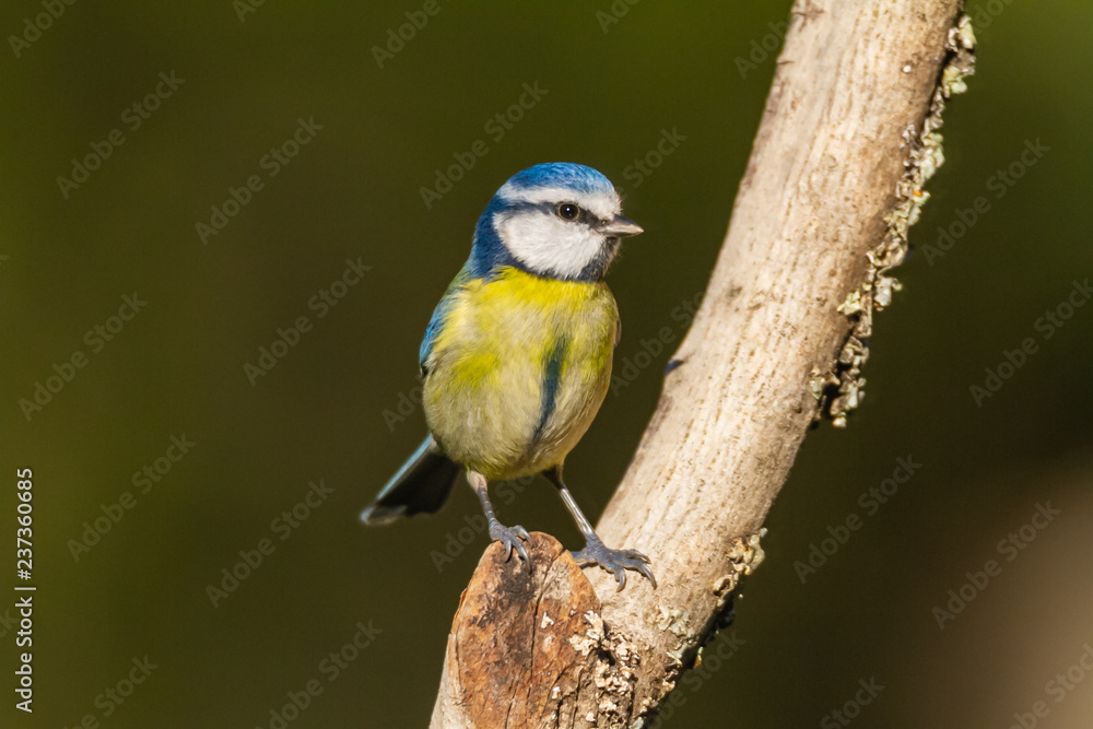The Blue Tit perches on the cork oak The Blue Tit perches on the cork oak