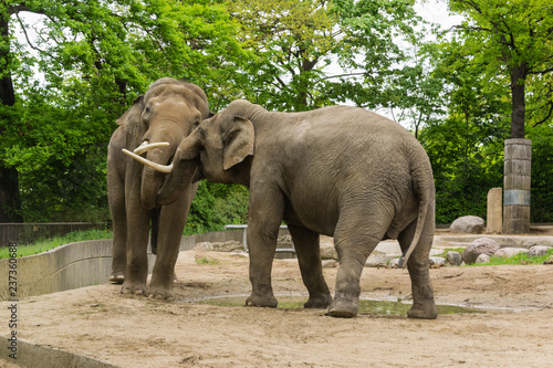 Elephant at zoo of Berlin - Germany