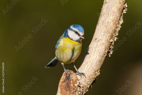 The Blue Tit perches on the cork oak