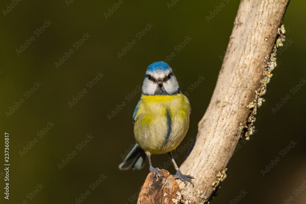 The Blue Tit perches on the cork oak The Blue Tit perches on the cork oak