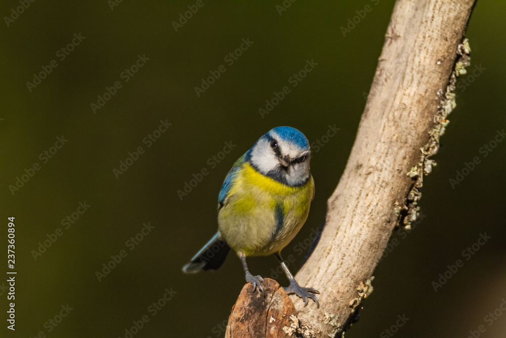 The Blue Tit perches on the cork oak The Blue Tit perches on the cork oak
