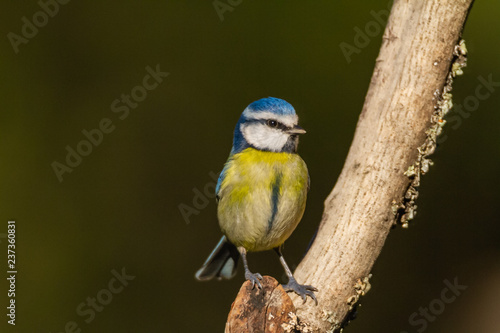 The Blue Tit perches on the cork oak