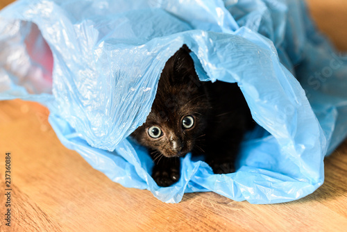 Fototapeta Naklejka Na Ścianę i Meble -  A small black cat playing in a plastic blue bag.