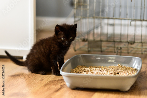 A small black kitty learning to get to the gravel in a cat litter box.