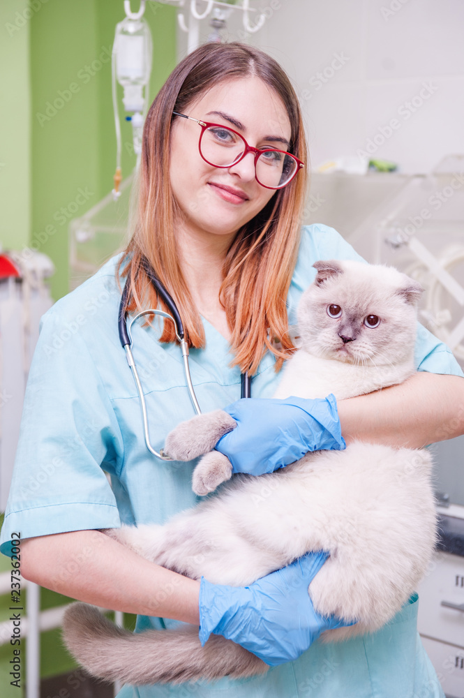 Young female doctor veterinarian is holding cute white cat on hands at vet clinic Young female doctor veterinarian is holding cute white cat on hands at vet clinic