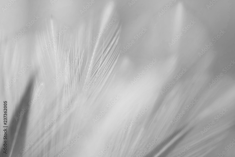 Blur Bird chickens feather texture for background, Fantasy, Abstract, soft color of art design. Blur Bird chickens feather texture for background, Fantasy, Abstract, soft color of art design.