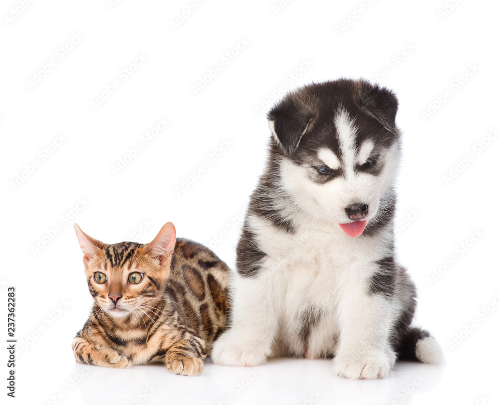 Fototapeta premium Bengal kitten and Siberian Husky puppy together. isolated on white background