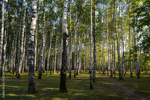 NIZHNY NOVGOROD, RUSSIA - AUGUST 28, 2018: Birch Grove in Park Shveytsariya in the Upper part of the city