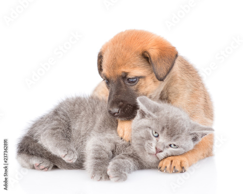 Mongrel puppy hugging kitten and looking at camera. Isolated on white background