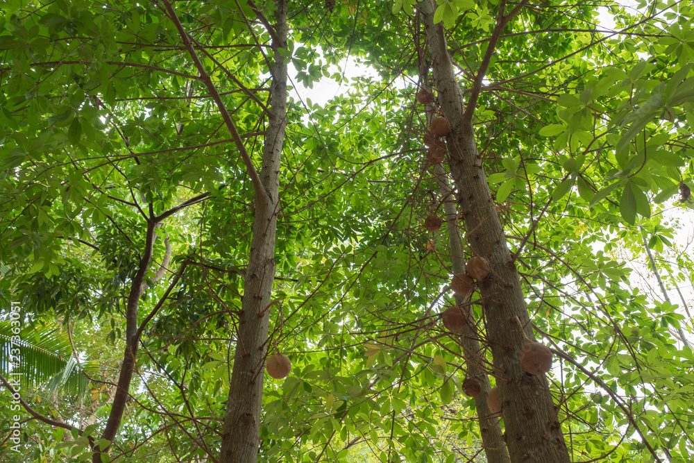 Fototapeta premium tree in the rain forest