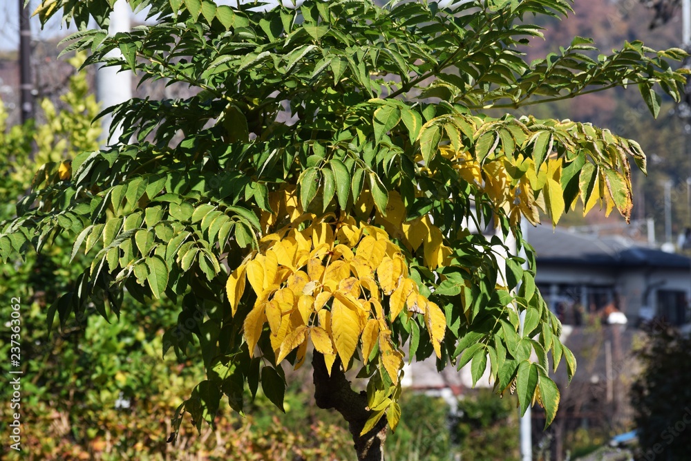 Japanese angelica tree / Aralia elata / Devill's walking stick tree ...