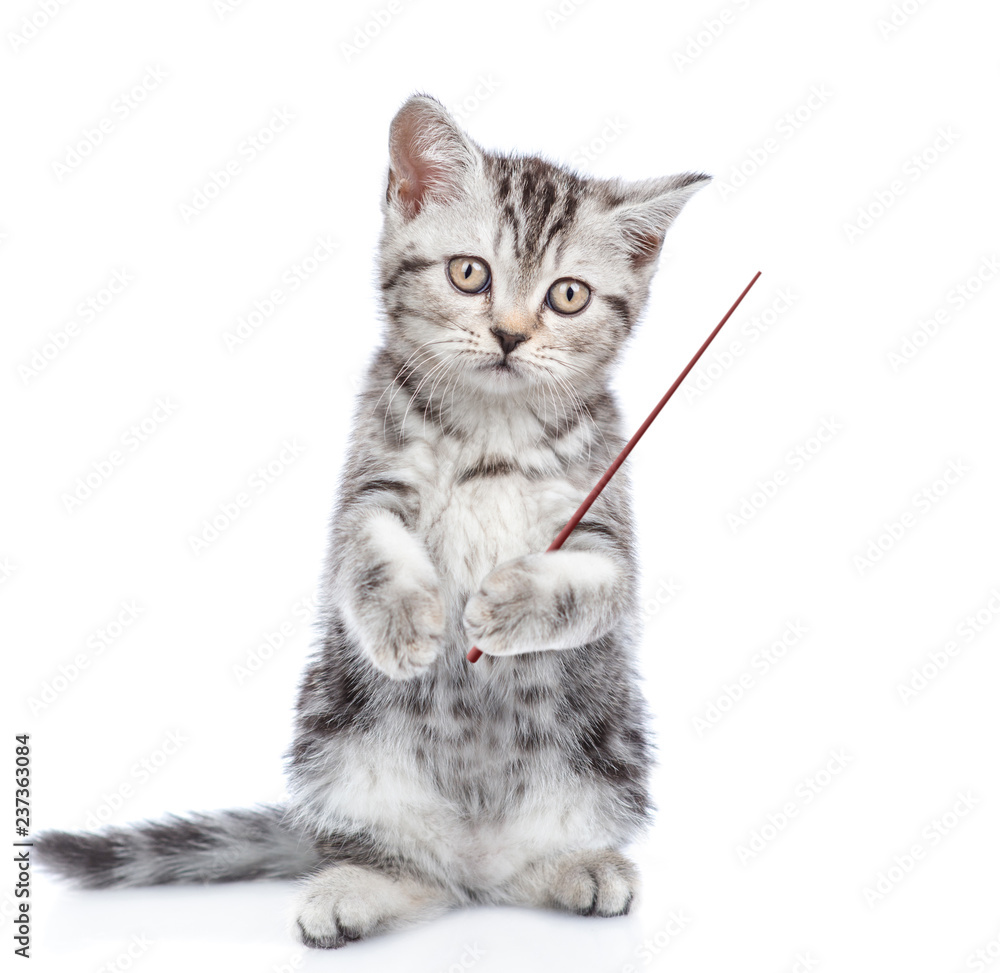 Obraz premium Scottish kitten standing on hind legs and pointing away om empty space. isolated on white background